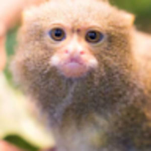 Meet your Posher, Annabell